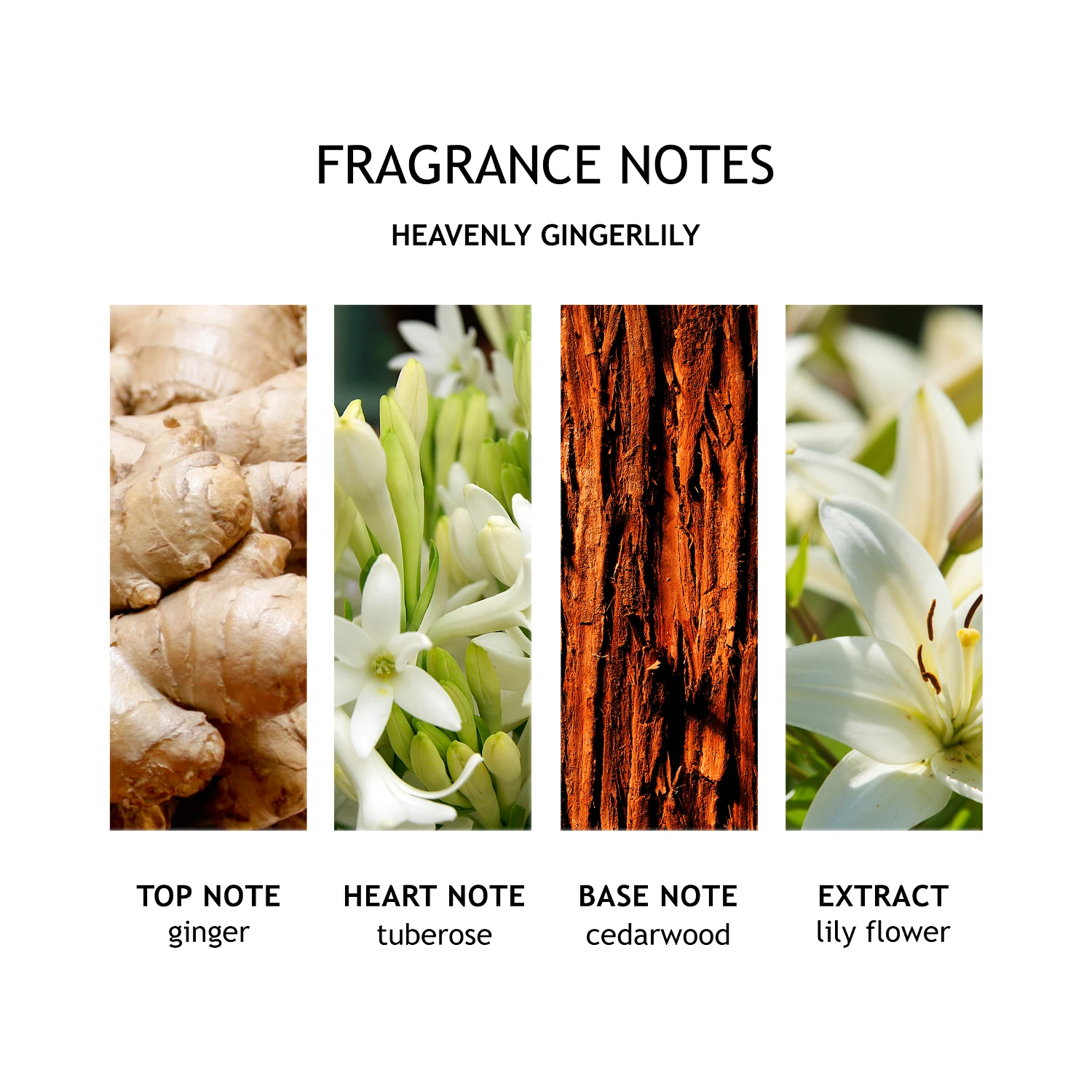 أسلوب حياة مولتون براون
