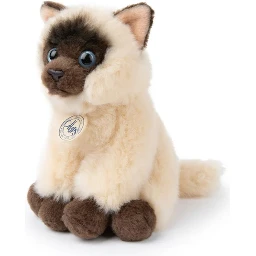 the siamese in giftbox