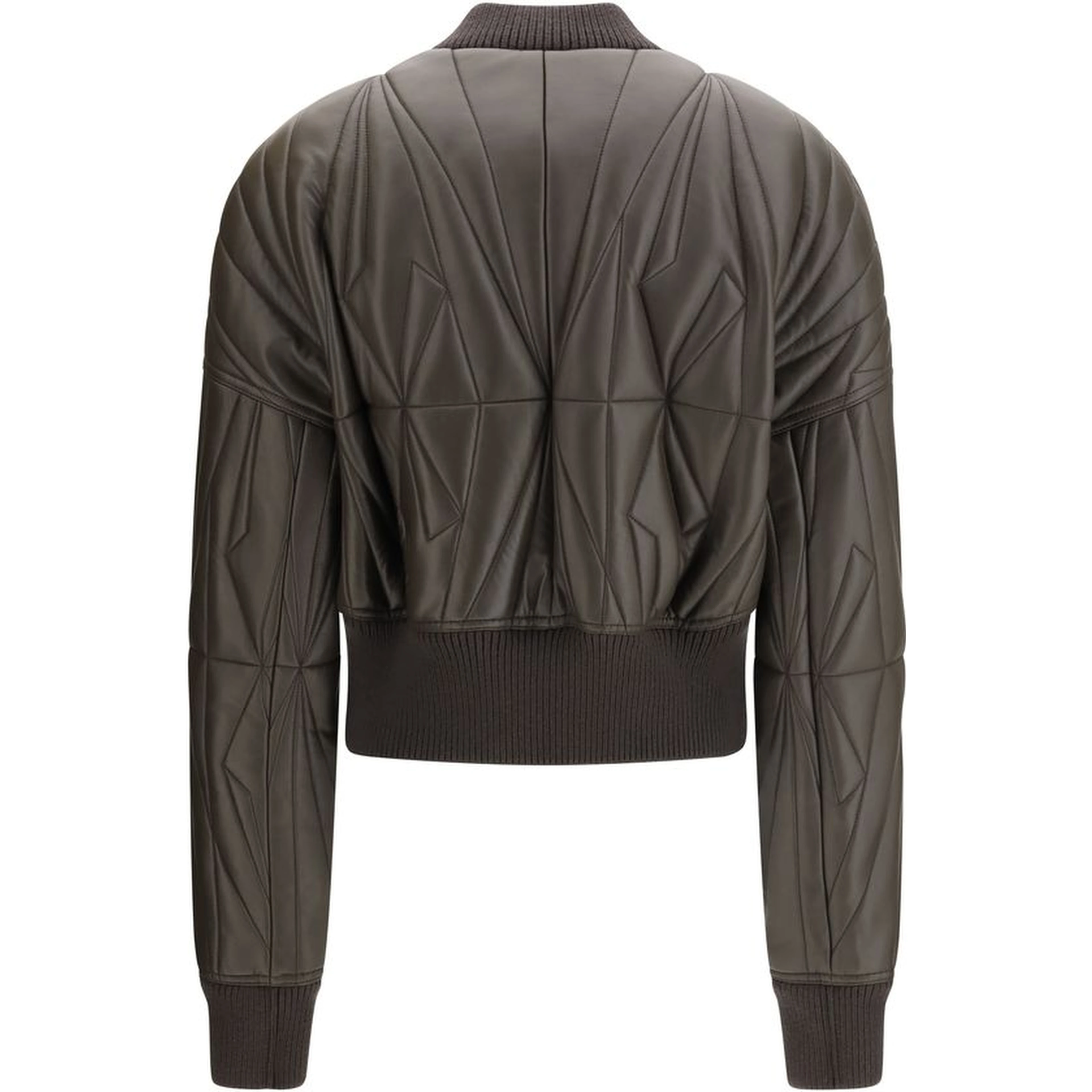 خروف بني Ovis Aries Aries Bomber