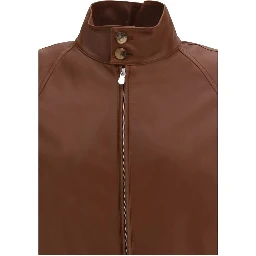 خروف بني Ovis Aries Aries Bomber