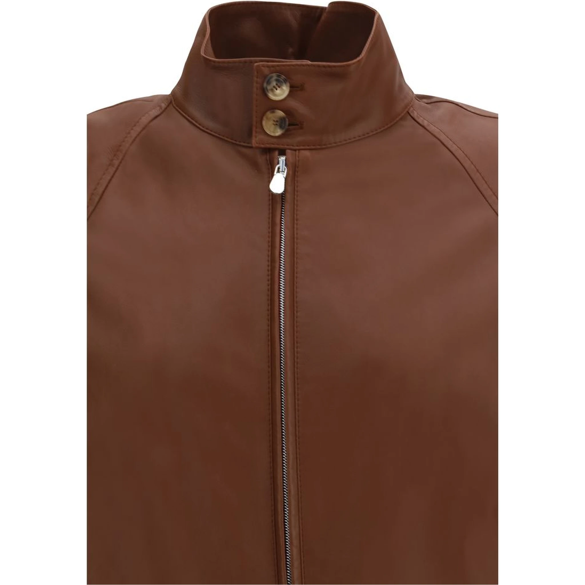 خروف بني Ovis Aries Aries Bomber