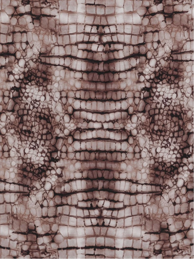 Elisabetta Franchi Scarfs Brown alternative