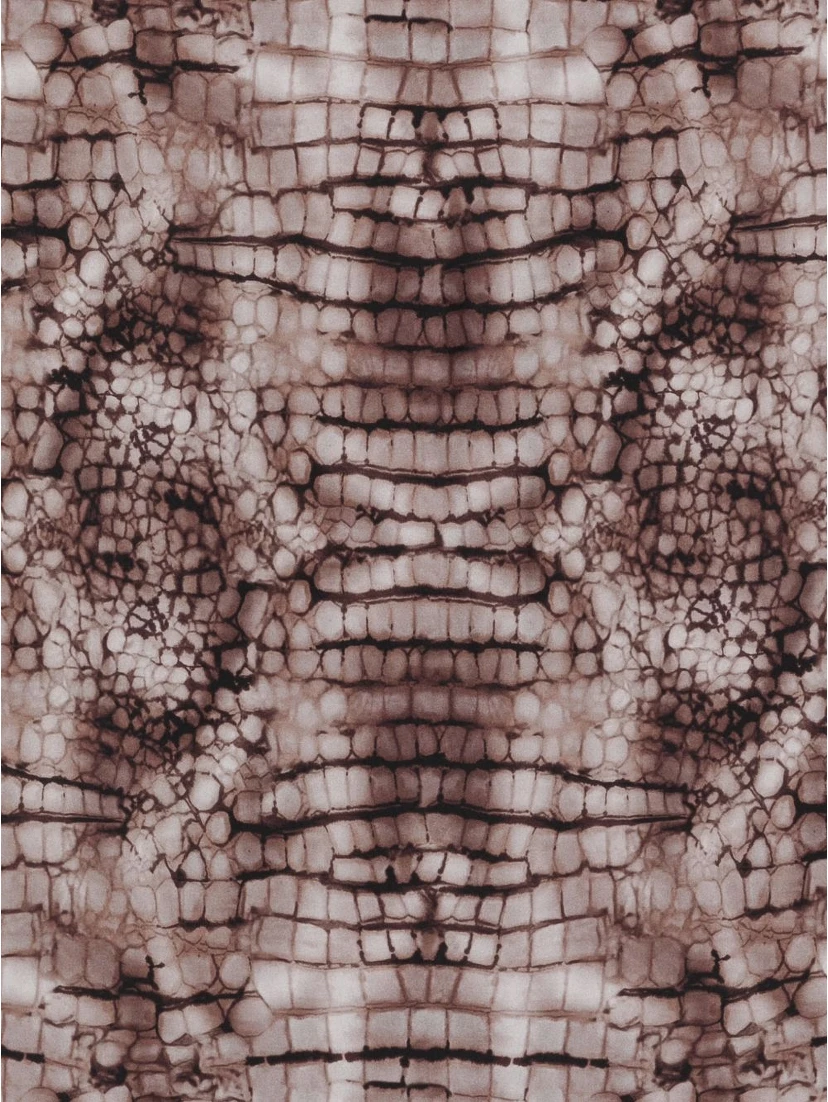 Elisabetta Franchi Scarfs Brown