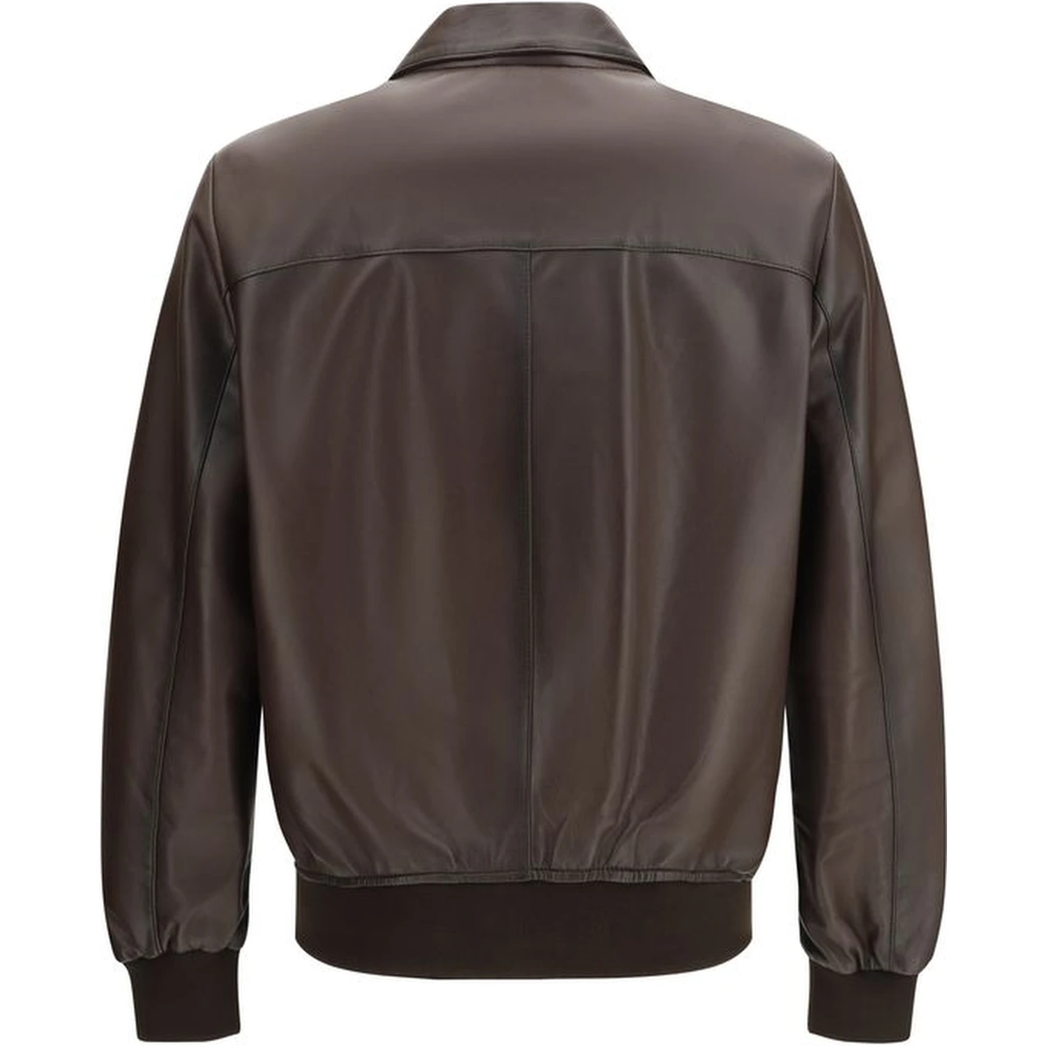 خروف بني Ovis Aries Aries Bomber