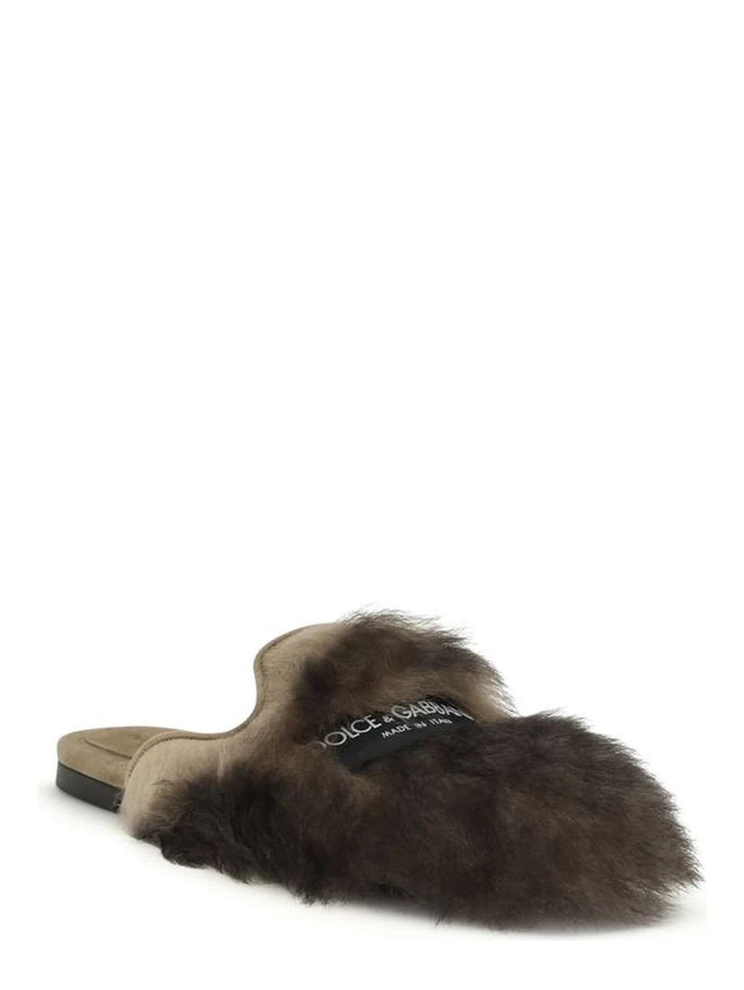 Gray Lamb Ovis Aries Aries Mules